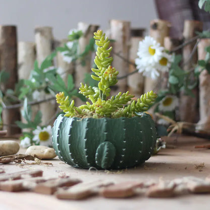 Cactus Planter Set