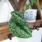 Wood Wall Mounted Coat Rack, Mountain Shelf with Heavy Duty Hooks - 27" x 17"