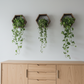 Plant-Optimized Hexagon Floating Shelves - Handcrafted Wood Display for Plant Parents (9.25" Deep)