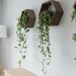 Plant-Optimized Hexagon Floating Shelves - Handcrafted Wood Display for Plant Parents (9.25" Deep)