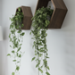 Plant-Optimized Hexagon Floating Shelves - Handcrafted Wood Display for Plant Parents (9.25" Deep)