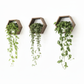 Plant-Optimized Hexagon Floating Shelves - Handcrafted Wood Display for Plant Parents (9.25" Deep)