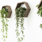 Plant-Optimized Hexagon Floating Shelves - Handcrafted Wood Display for Plant Parents (9.25" Deep)